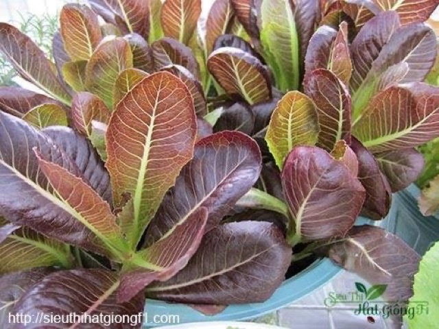 Hạt giống xà lách Romaine đỏ - gói 10gram