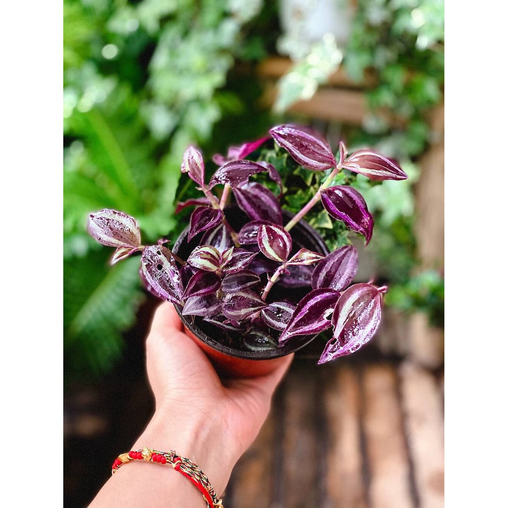 Cây Tradescantia Zebrina 'Deep Purple' (Thài Lài Siêu Tím Deep Purple) (không phải Thài Lài Tím Thường) chậu nhựa 10cm