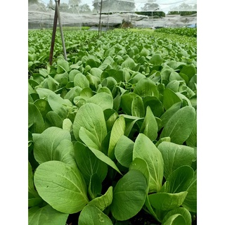 Hạt giống rau cải ngọtdễ trồng &năng suất cao