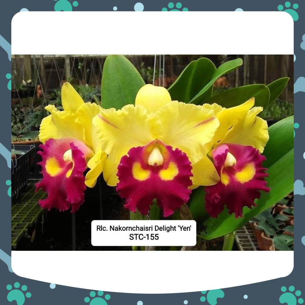 [Có bảo hành] combo 6 cây cattaleya giống màu mới rất đẹp bông to