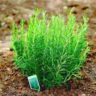 0,1g Hạt Giống Hương Thảo