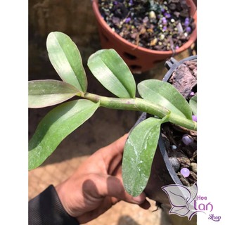 Lan Phi Điệp 🍀FREESHIP🍀 Hồng Minh Châu [ Ươm Kie ]