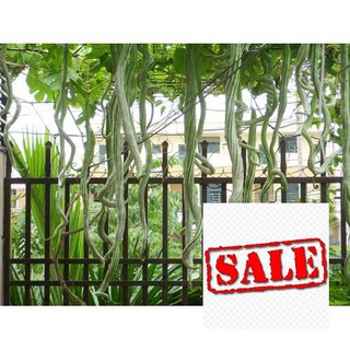 Hạt giống mướp rắn 5 hạt sale