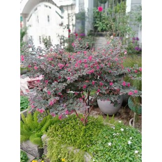 Cây 🌲 Hồng Phụng đang hoa