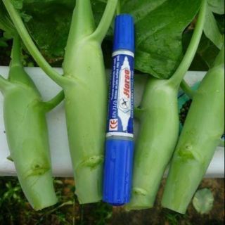 Hạt giống ngồng làn thái .giongcaynhap