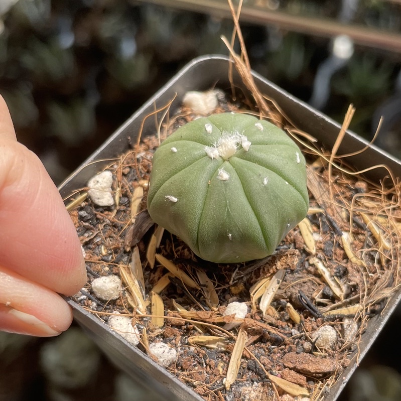 Xương Rồng ASTER mini ( 2-2.5cm )