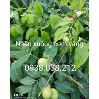 CÂY GIỐNG NHÃN XUỒNG CƠM VÀNG ( hàng đẹp, cây tốt )