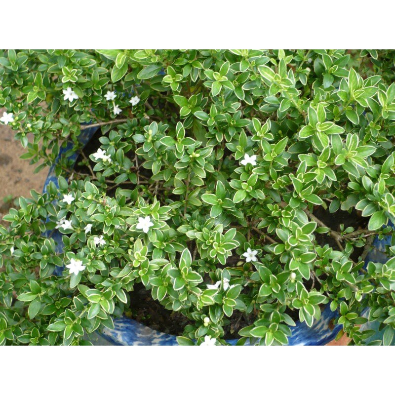 Cây giống Serissa japonica Snow Leaves (Lục Nguyệt Tuyết) chậu nhựa 8cm