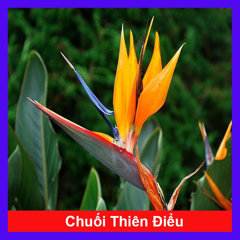 Cây chuối thiên điểu - cây chuối mỏ két cao 50-60 cm - caykiengsadec