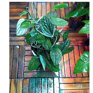 Trầu bà hạnh phúc (Chậu lớn)