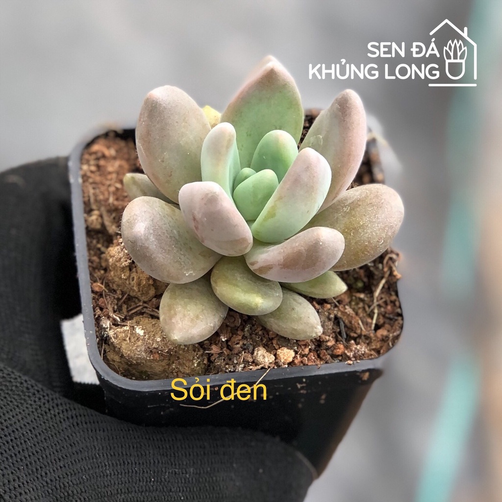Sen Đá Sỏi Đen - Pachyphytum Oviferum Shireiden