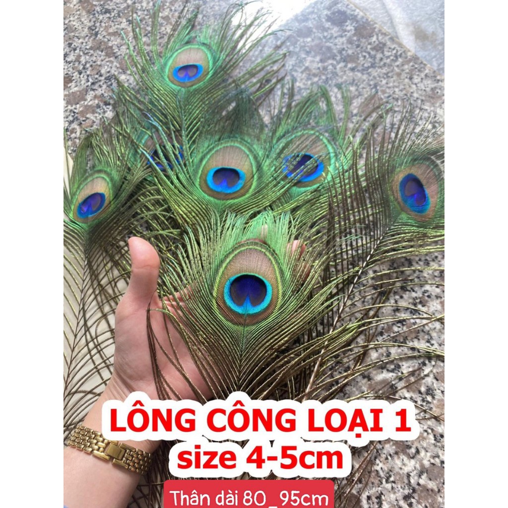 Lông chim công tự nhiên | BigBuy360 - bigbuy360.vn