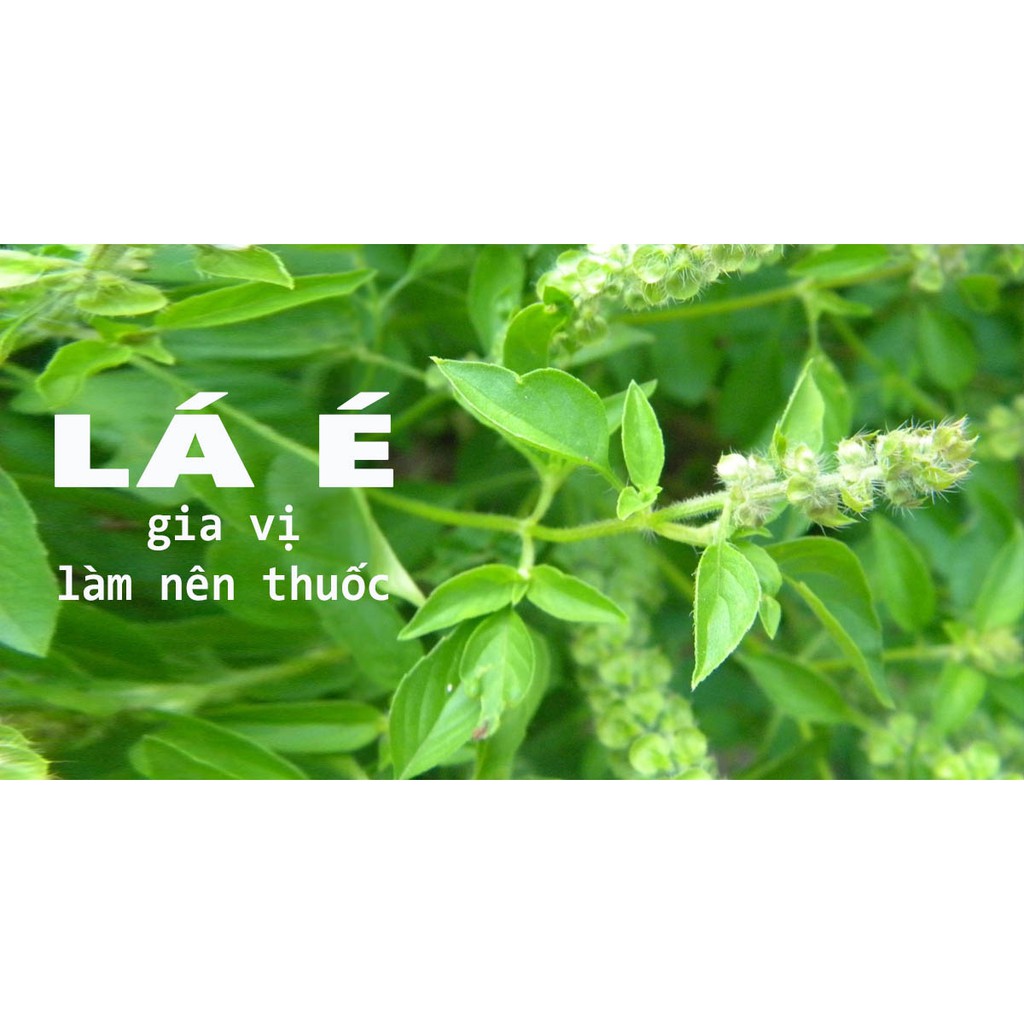 Hạt Giống Lá É Trắng/ Rau Thơm Sả  - Dễ Trồng, Thơm Ngon - MUA 3 TẶNG 1 CÙNG LOẠI