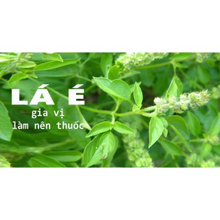 Hạt Giống Rau Thơm Xả (Rau É Trắng) Dễ Trồng ( trong gà lẩu lá é)