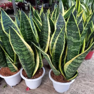 🍄 🍓 Cây lưỡi hổ ( 3 thân)🍄 🍓