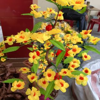 CÂY MAI GIẢ