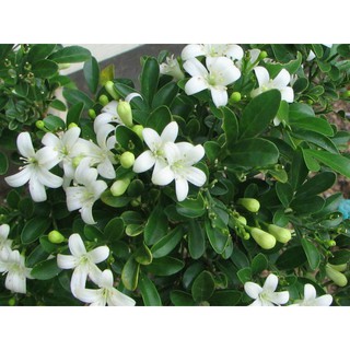 Cây Nguyệt Quế giống sắp ra hoa