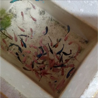 Betta food cello xanh 50g