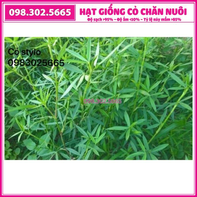 Hạt giống cỏ đậu stylo trong chăn nuôi - gói 200g giống cỏ dinh dưỡng cho vật nuôi như bò dê thỏ gà cá