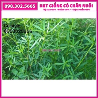 Hạt giống cỏ đậu stylo trong chăn nuôi - gói 200g giống cỏ dinh dưỡng cho vật nuôi như bò dê thỏ gà cá