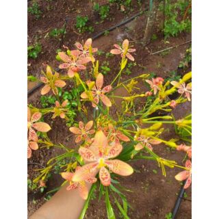 Lan rẻ quạt cho hoa đẹp lại là 1 loại thuốc kháng sinh chữa viêm họng.