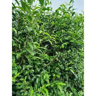 Lá trà xanh tươi Lâm Đồng