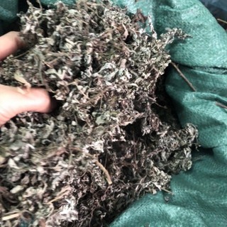 Ngải cứu nhung nhiều lá đẹp 100g