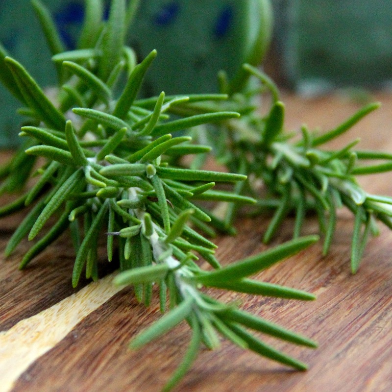 HẠT GIỐNG HƯƠNG THẢO ROSEMARY TỈ LỆ NẢY MẦM TRÊN 90%