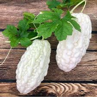 Hạt giống khổ qua bạch tuyết (10h)