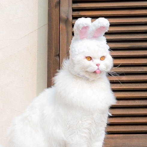 Mũ cho thú cưng tai thỏ đáng yêu nhiều màu sắc - Nón cho chó mèo