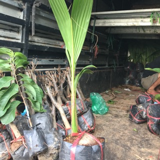 Cây giống dừa xiêm lùn