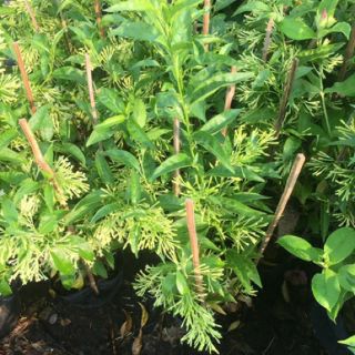 Cây 🌲 Dạ Lý Hương... siêu thơm... đang hoa