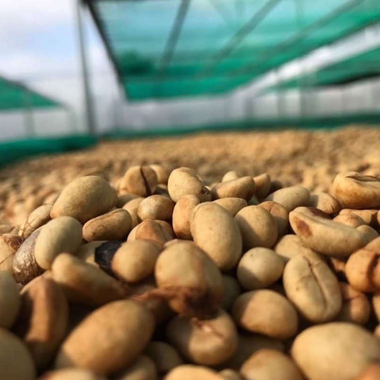 ĐẮNG NHẸ, CHUA THANH THƠM TRÁI CÂY - Cà Phê Arabica Cao Cấp Pha phin 100% nguyên chất, Ngon, Rang xay mộc từ AMOR COFFEE