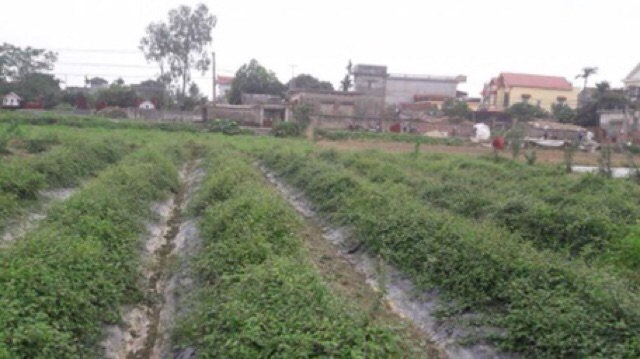 CÀ GAI LEO HOÀ BÌNH NGUYÊN CHẤT bổ gan 2kg