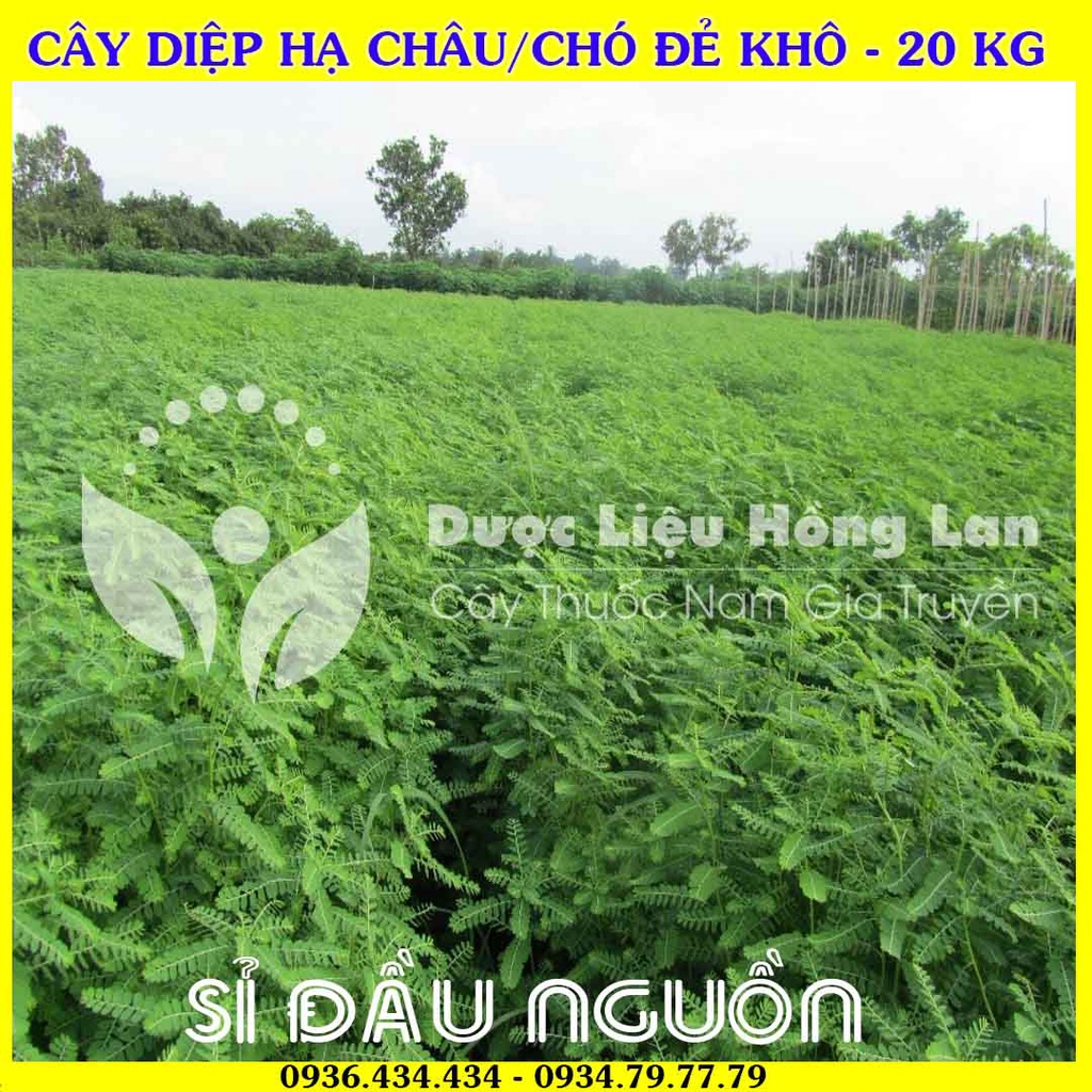 Giá sỉ Cây DIỆP HẠ CHÂU/CHÓ ĐẺ khô đóng gói 20kg - Công Ty Dược Liệu Hồng Lan