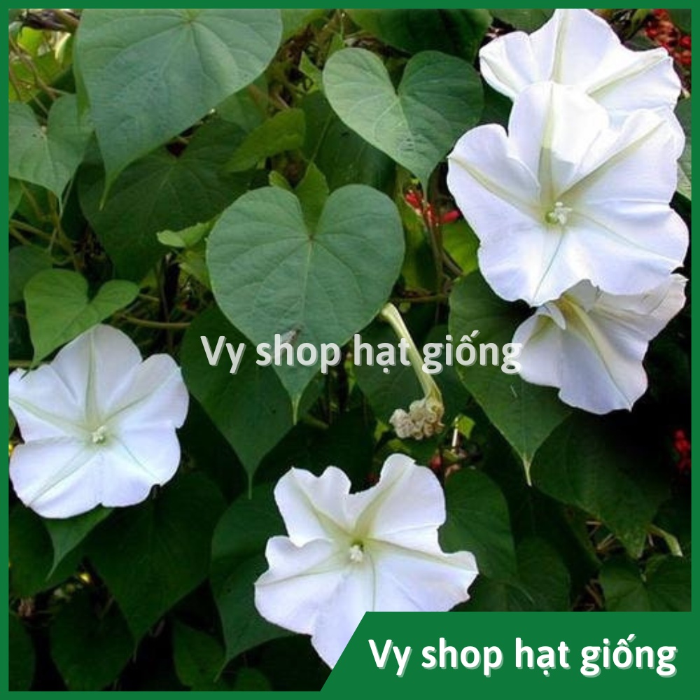 Hạt giống hoa chomchan  Thái Lan gói 5 hạt