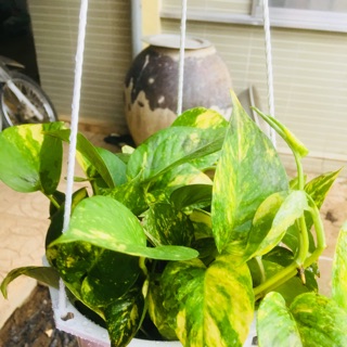 Trầu Bà Hoàng Ngọc chậu treo