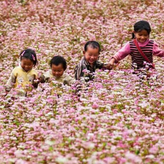 Hạt Hoa Tam Giác Mạch