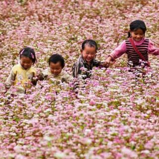 Hạt Hoa Tam Giác Mạch