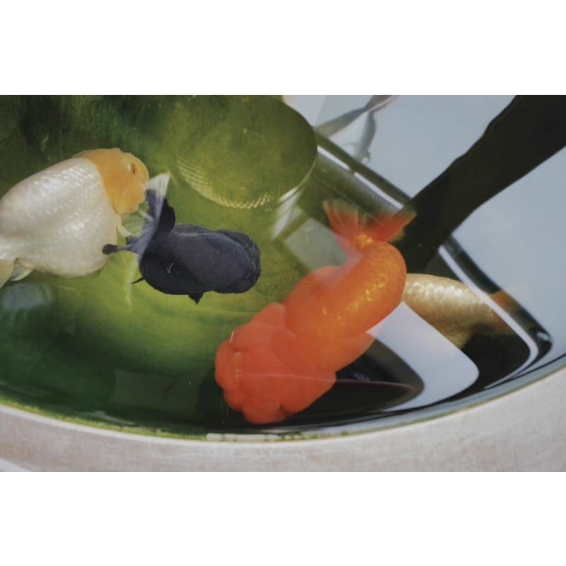 500gram cám vàng 3mmmm CSVang  protein động vật 52%,carophyll pink 2% tảo tiểu cầu chlorella, cá két, la hán