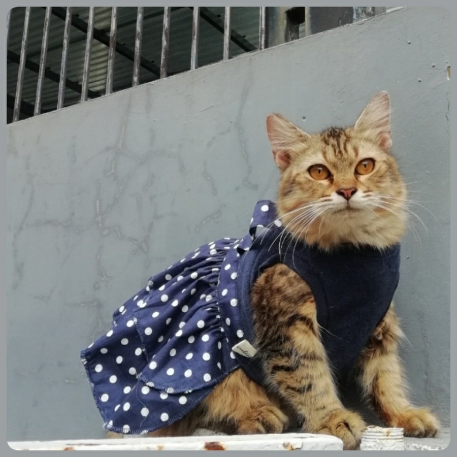 maryantoprasetyo1010octzc.vn