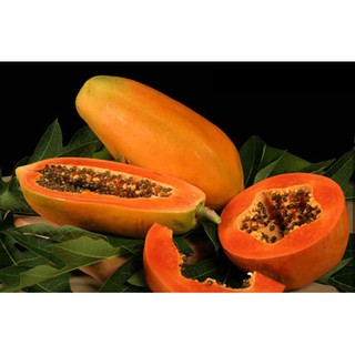 Hạt giống đu đủ ruột đỏ