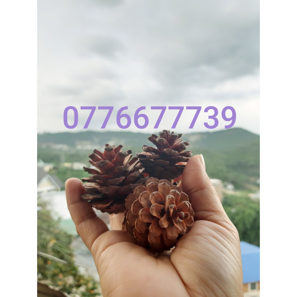 Set 100 Quả thông khô nhiều cỡ- Trái thông Đà Lạt không gãy cánh