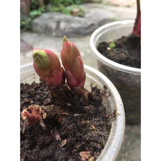 Combo 50 củ hoa mẫu đơn