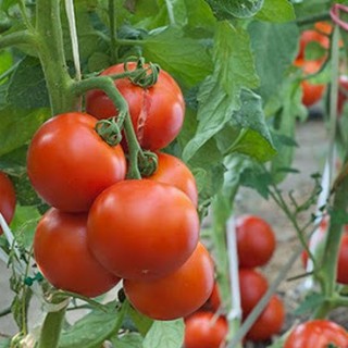 25 hạt giống cà chua quả to