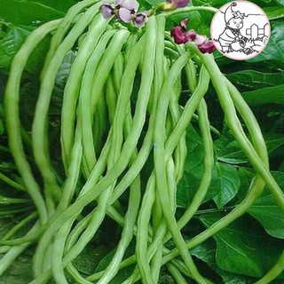 HẠT ĐẬU ĐŨA HẠT ĐEN, ĐẬU ĐŨA MÓNG CHIM - GÓI 20 GRAM