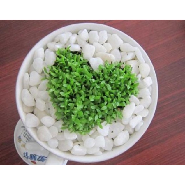 10gram Hạt thanh long cỏ may mắn