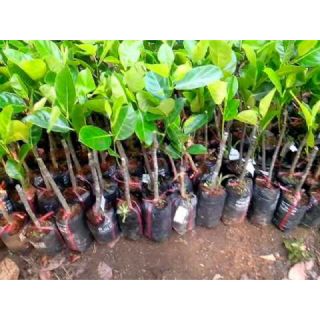 Cây giống mít malisia quả dài