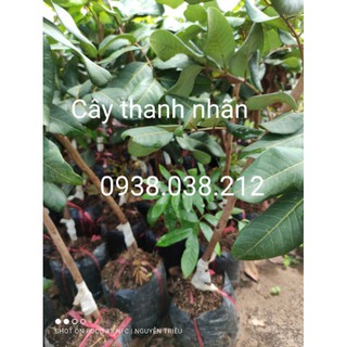 CÂY GIỐNG THANH NHÃN