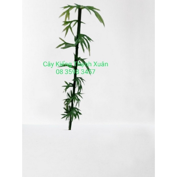Phụ Kiện Tiểu Cảnh Cây Trúc, Đồ Trang Trí Chậu Cây Sen Đá, Xương Rồng, Terarrium, Trang Trí Hồ Cá, Sân Vườn